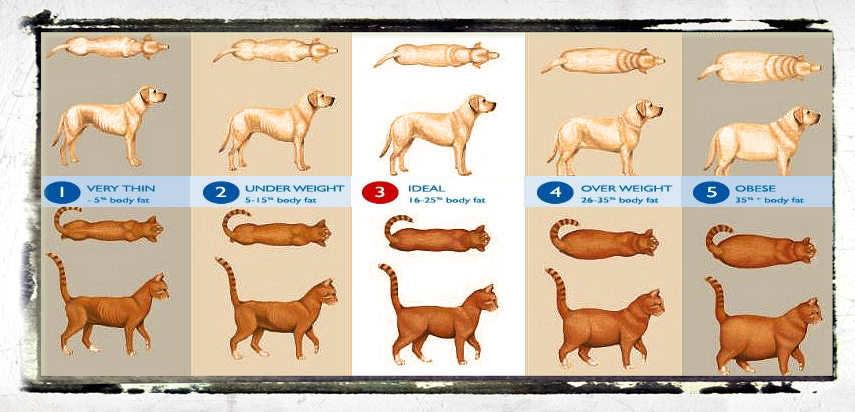 pet weight chart