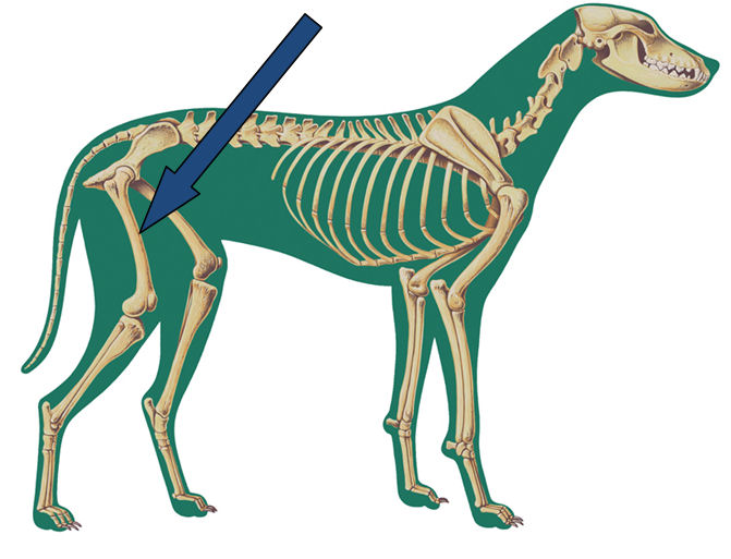 Do You Know Your Bones Franklin Animal Clinic Inc. Franklin, PA