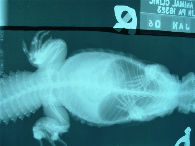 Franklin Animal Clinic Inc.